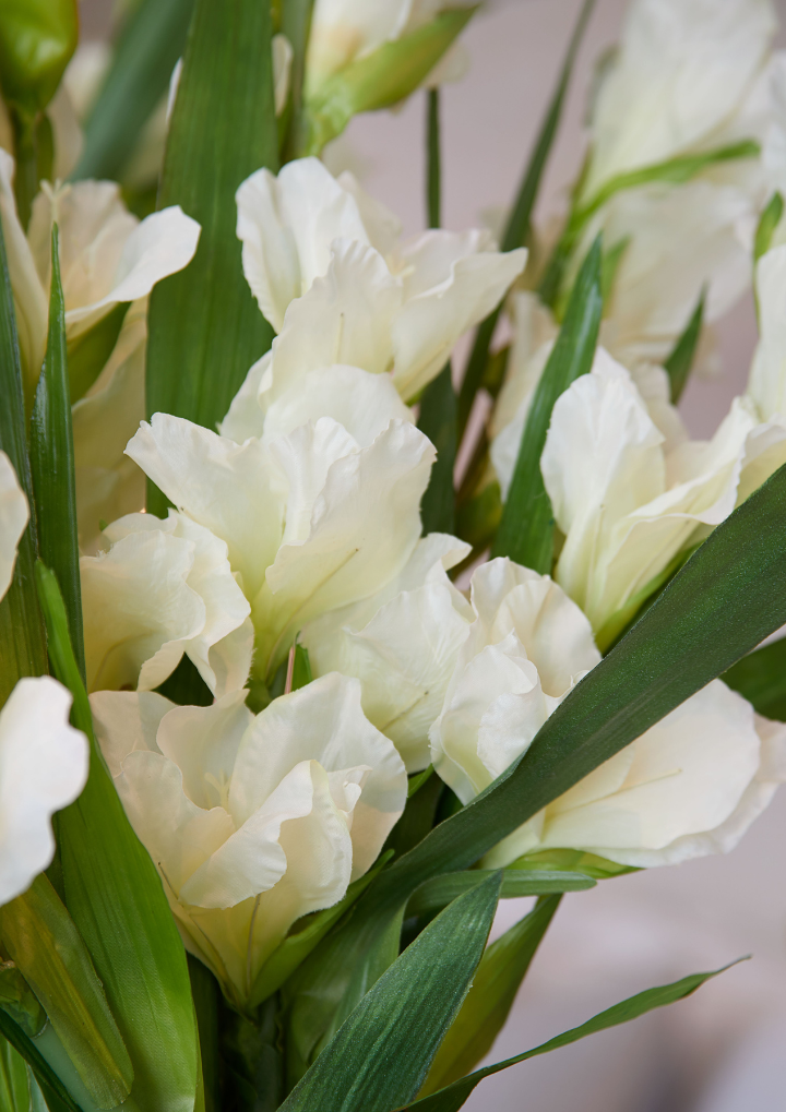 White Gladiolas Spray - Large