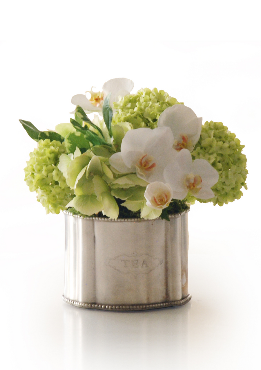 Phalaenopsis Snowball in Caddy 10 "