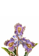 Vincent Iris Objet