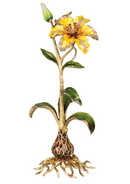 Delphina Lily Objet