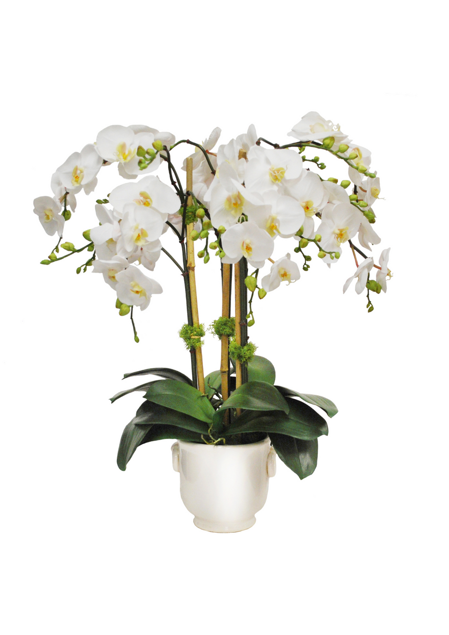 Orchid in Cache Pot 24 "