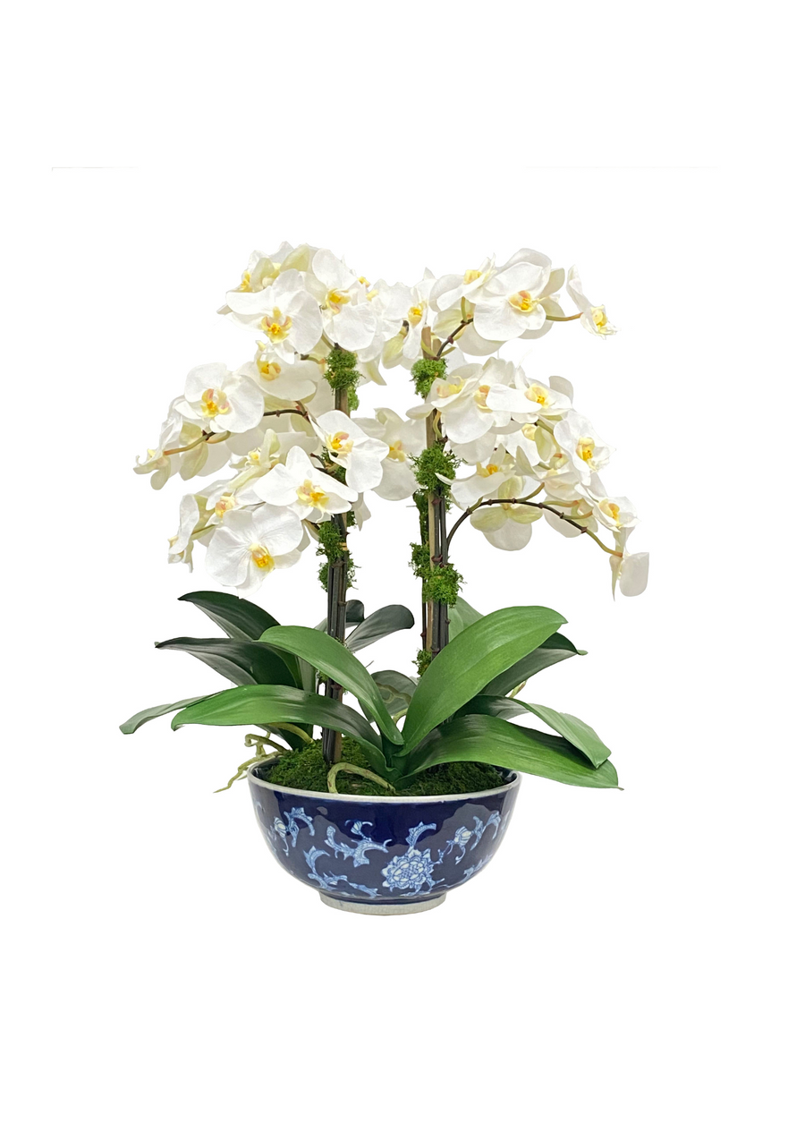 Orchid in Longlife Bowl 21 "