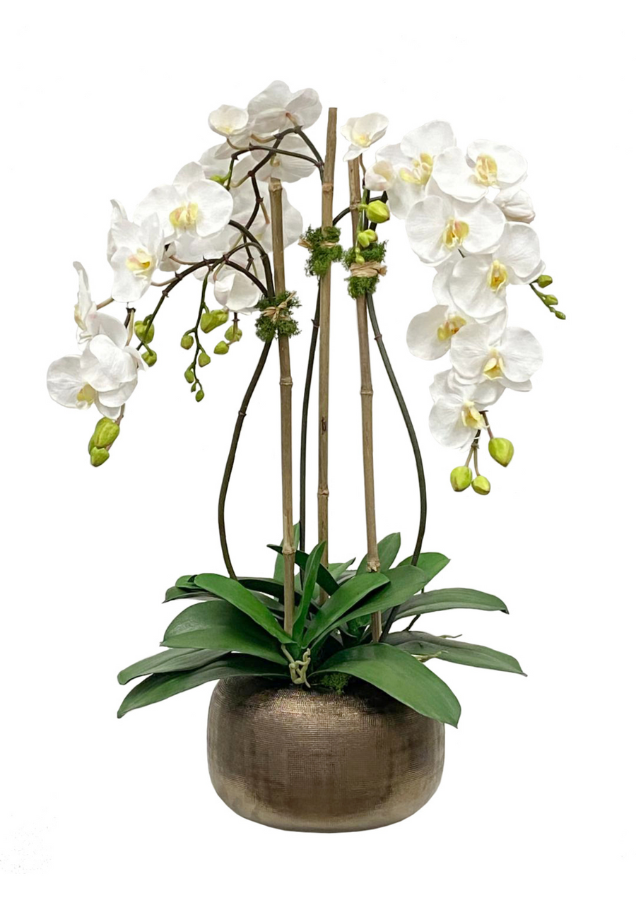 Orchid in Antique Pot 28 "