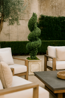 Spiral Boxwood in Planter