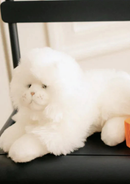 Size Medium Extended - 30 cm