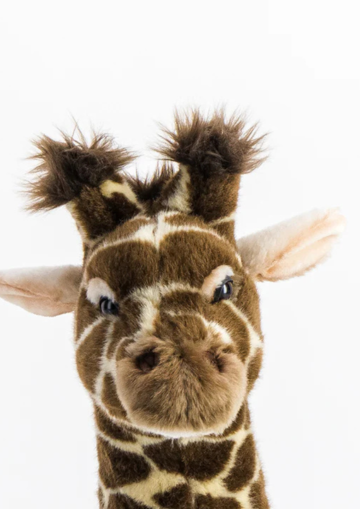 Size Medium Standing - 50 cm