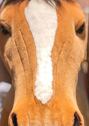 Size Very Large - 170 cm