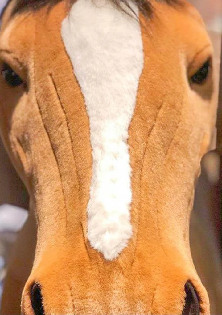 Size Very Large - 170 cm