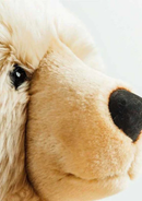 Honey Size Very Large - 100 cm