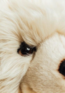 Honey Size Medium - 50 cm