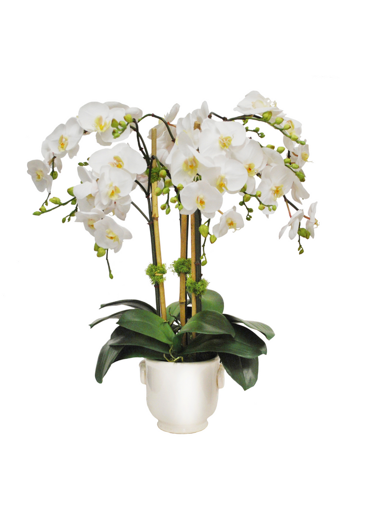 Orchid in Cache Pot