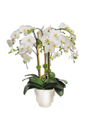 Orchid in Cache Pot 24 &#34;