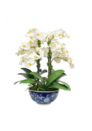 Orchid in Longlife Bowl 21 &#34;