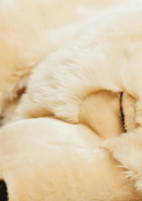 Honey Size Medium - 65 cm