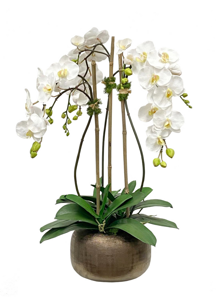 Orchid in Antique Pot