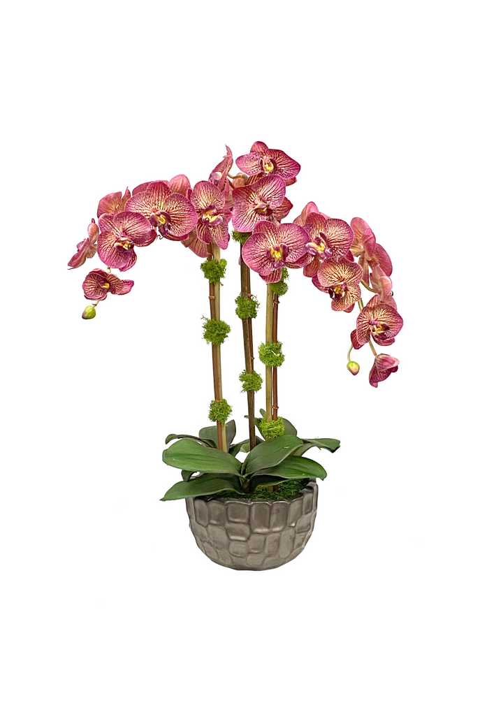 Orchid in Modern Bowl