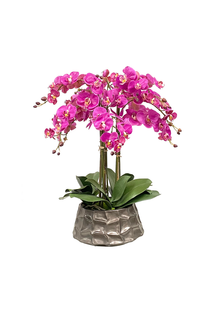 Orchid in Modern Pot