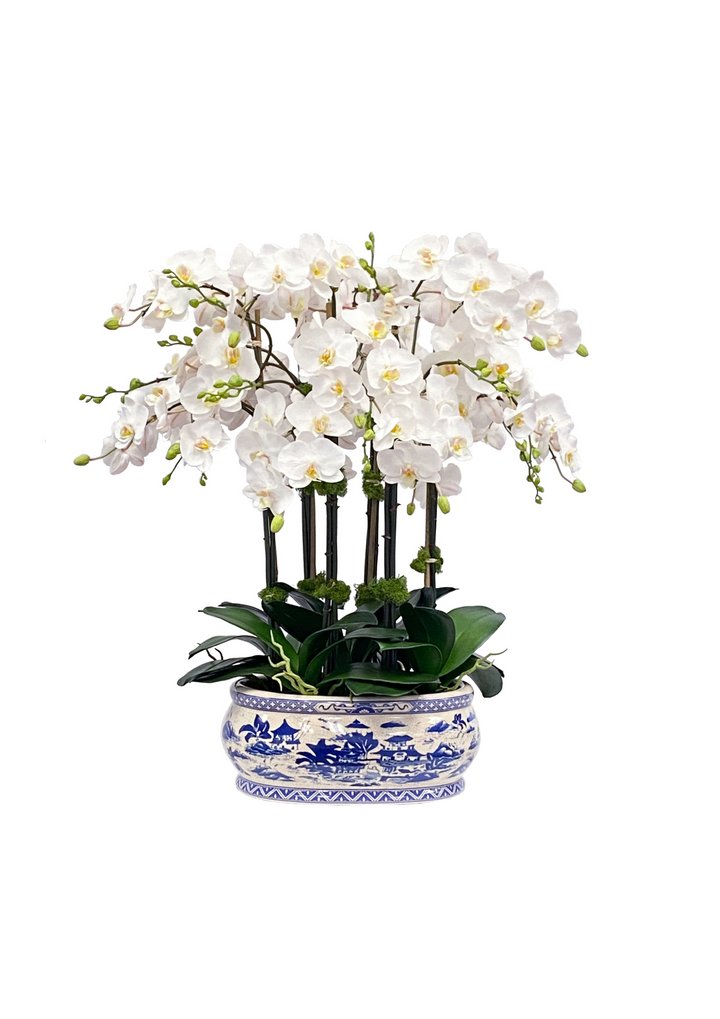 Orchid in Oval Planter