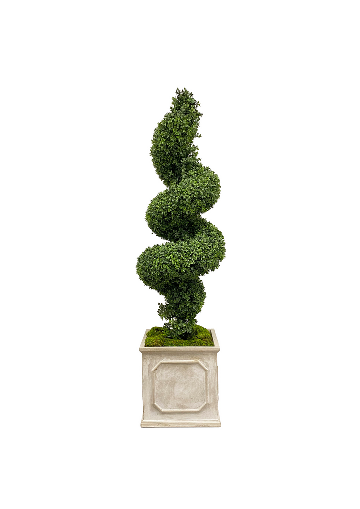 Spiral Boxwood in Planter 78 &#34;