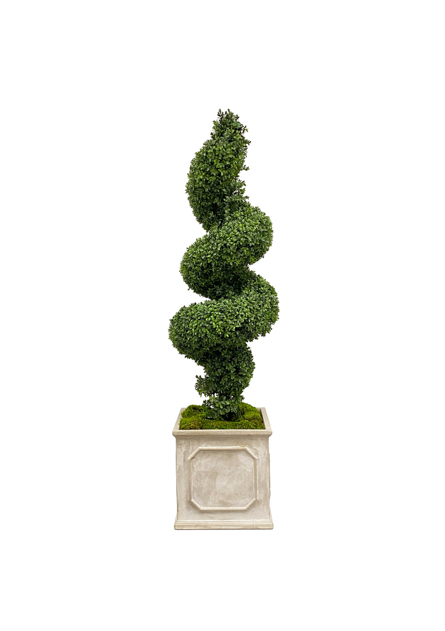 Spiral Boxwood in Planter 78 &#34;