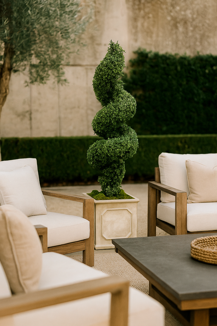 Spiral Boxwood in Planter 78 &#34;