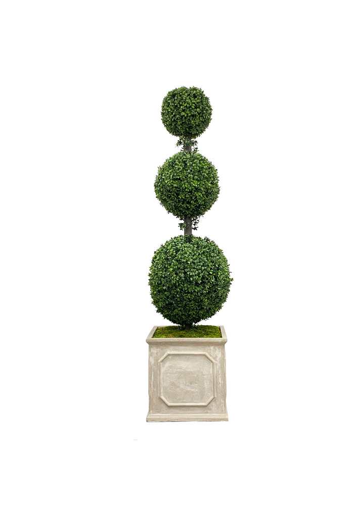 Boxwood in Square Planter