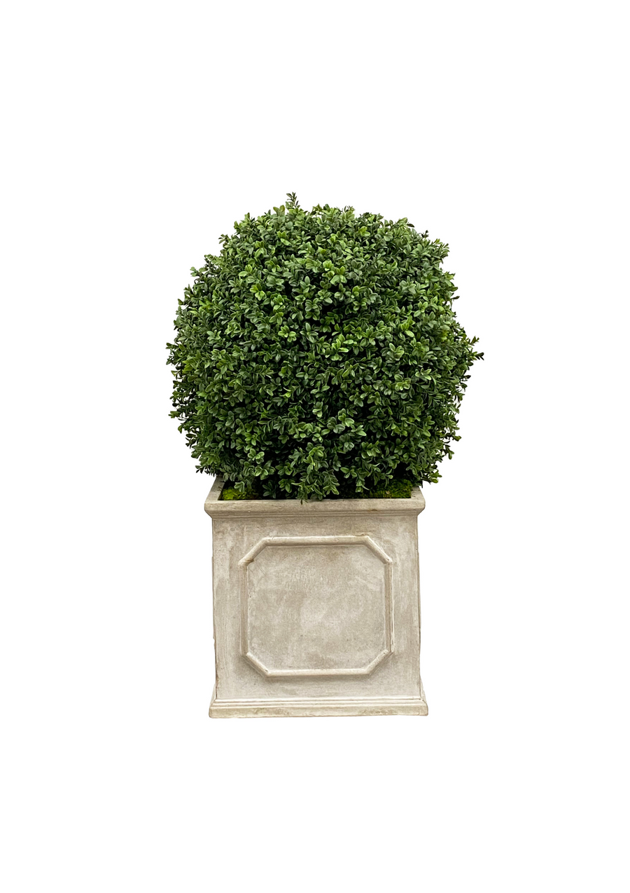 Boxwood in Planter 18 &#34;
