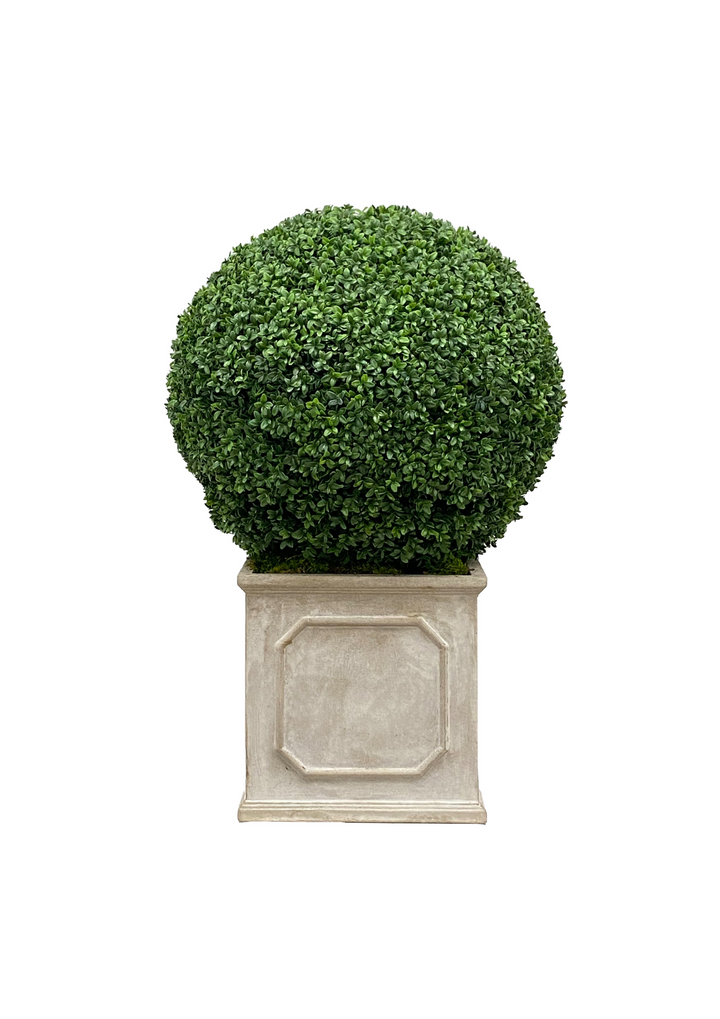 Boxwood in Planter 24 &#34;