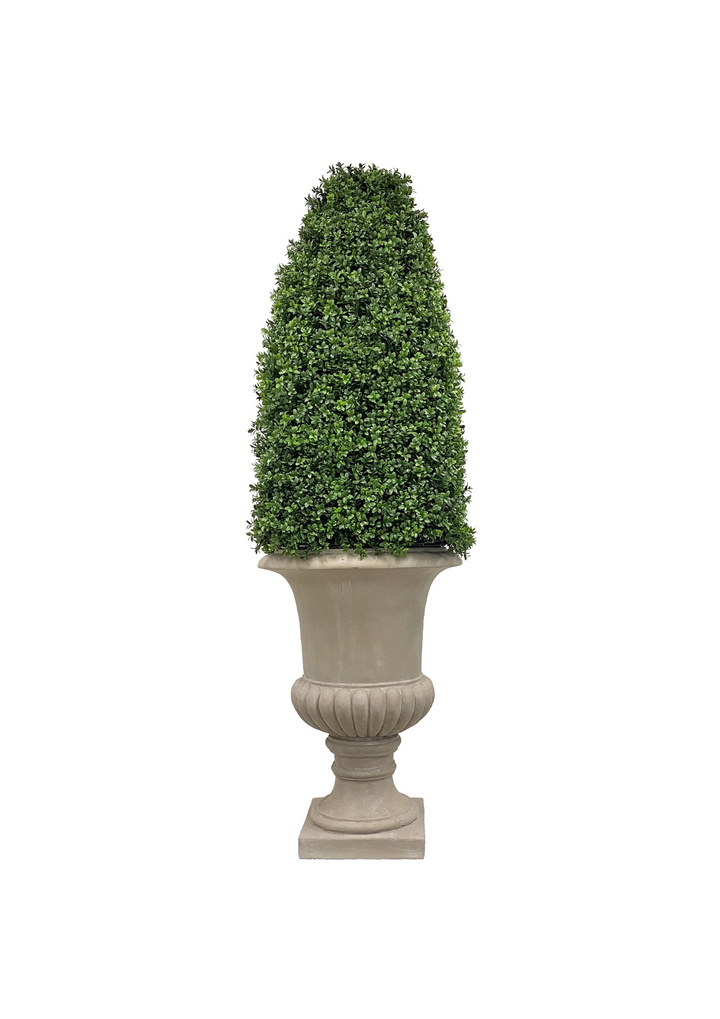 Boxwood Bullet in Urn