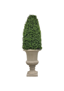 Boxwood Bullet in Urn 69 &#34;