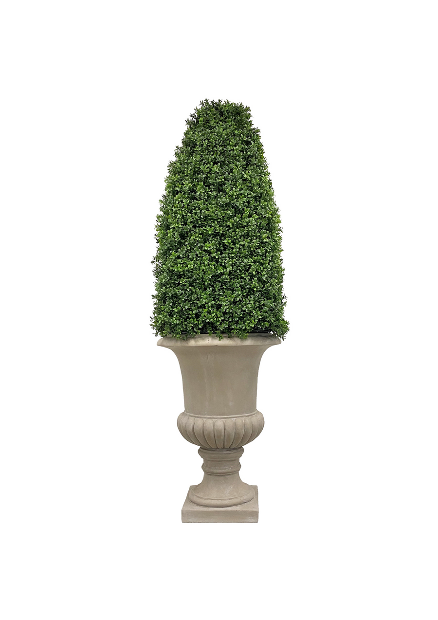 Boxwood Bullet in Urn 69 &#34;