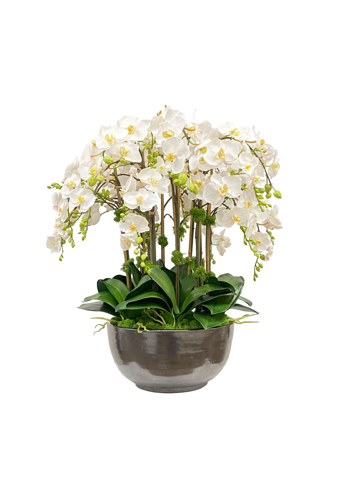 Orchid Phalaenopsis in Bowl 30 &#34;