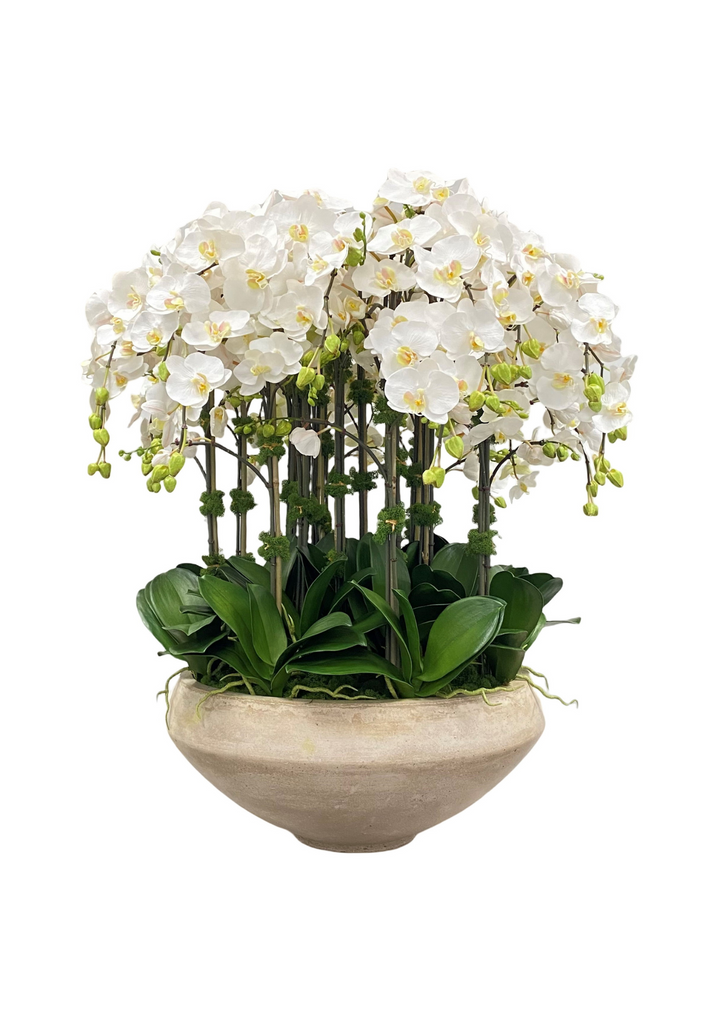 Orchids in Bowl with Taper Bottom 38 &#34;